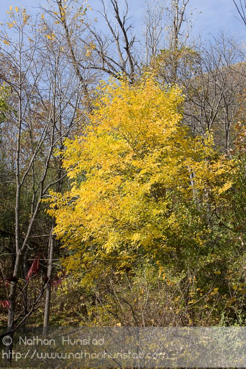 Barn_Bluff_2008-10-18_IMG_2395